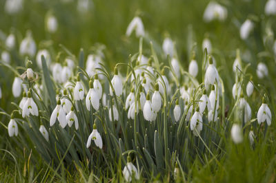 Snowdrops blooming on field