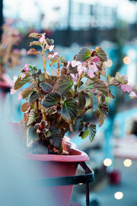 Close-up of pink flower pot on table