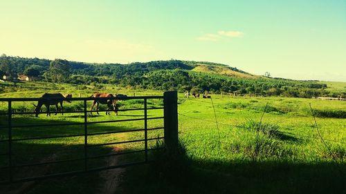 Scenic view of grassy field against sky