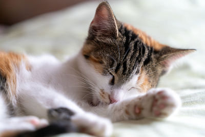 Close-up of cat sleeping