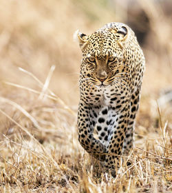 Close-up of a cat on field