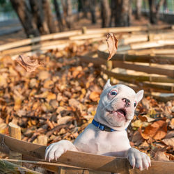 Portrait of a dog