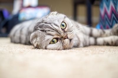 Close-up portrait of a cat lying on floor