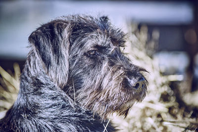 Close-up of hairy dog