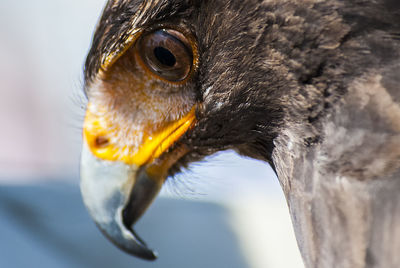 Close-up of a bird