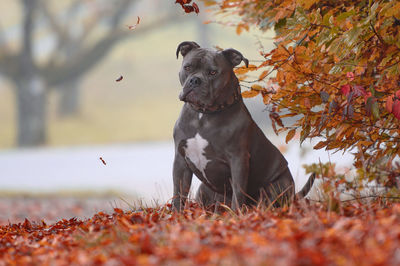 Dog running on field