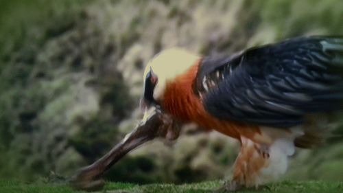 Close-up of bird