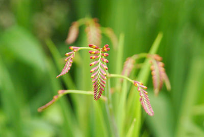 Close-up of red flowering plant