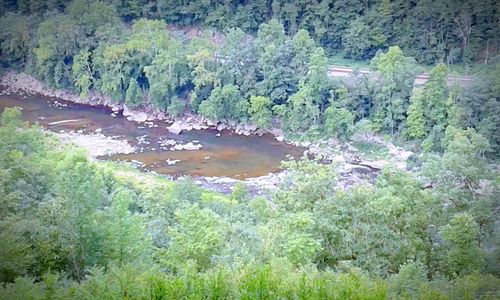 Scenic view of river in forest