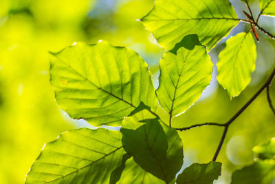 Close-up of leaves