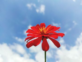 Low angle view of red flowering against sky