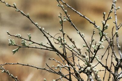 Close-up of plant against blurred background