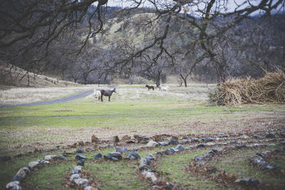 View of sheep on field