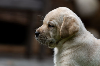 Close-up of a yellow lab puppy looking away