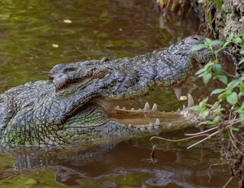 View of a turtle in lake