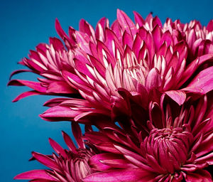 Close-up of pink flower against blue background