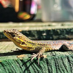 Close-up of lizard