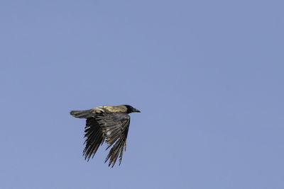 Low angle view of bird flying against blue sky