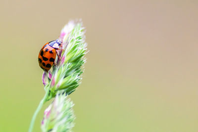 Hungry shiny ladybug with red wings and black dots hunting for louses as decided louse killer