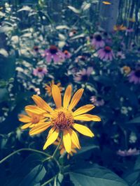 Close-up of yellow flower blooming outdoors