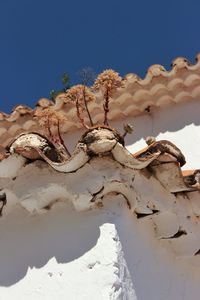 Low angle view of plants against clear blue sky