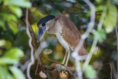 Close-up of bird