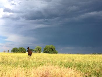 Rear view of man standing on field against sky