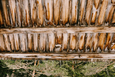 High angle view of dead fish on wood