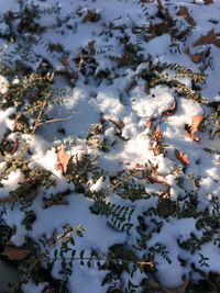 High angle view of snow covered leaves against sky