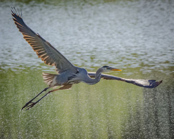 Bird flying over lake