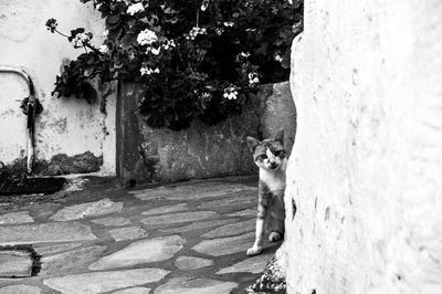 Portrait of cat sitting outdoors