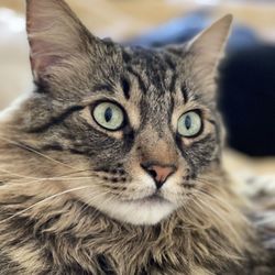 Close-up portrait of a cat