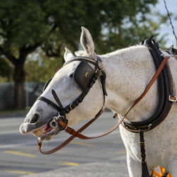 Close-up of horse