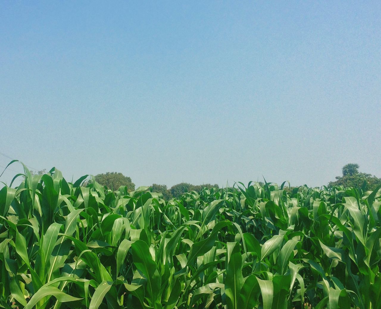 LOW ANGLE VIEW OF FRESH CORN FIELD AGAINST CLEAR SKY