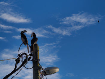 Low angle view of birds perching on cable against sky