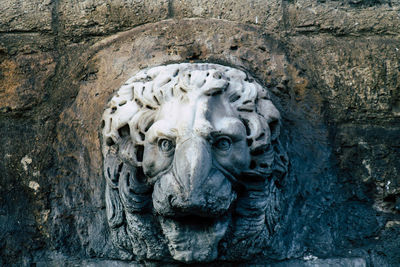 Close-up of animal on wall