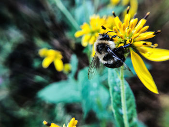 Close-up of bee pollinating on yellow flower