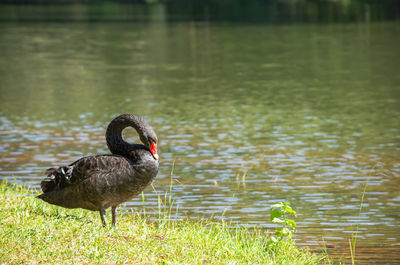 Black swan on the lawn background and trees at pang tong reservoir in mae hong son , thailand.