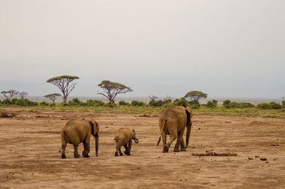 Elephant walking on landscape against sky