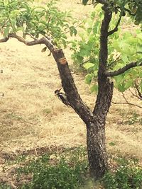 Tree in forest