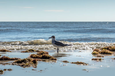 Seagull on beach against sky