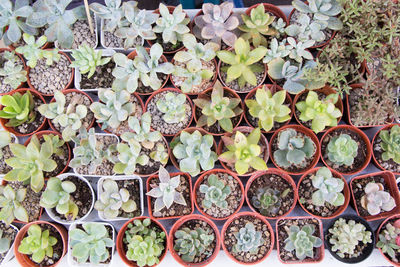 Full frame shot of potted plants