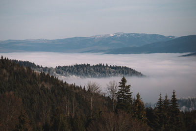 Scenic view of forest against sky