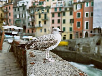 Close-up of seagull perching on retaining wall