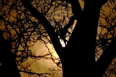 Low angle view of bare tree against sky at sunset