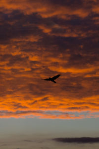 Silhouette of bird flying in sky at sunset