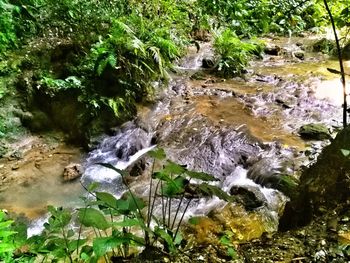 High angle view of turtle on rock in forest