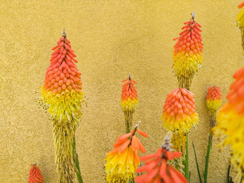 Close-up of red flowering plant