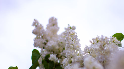 Close-up of white flowering plant against clear sky