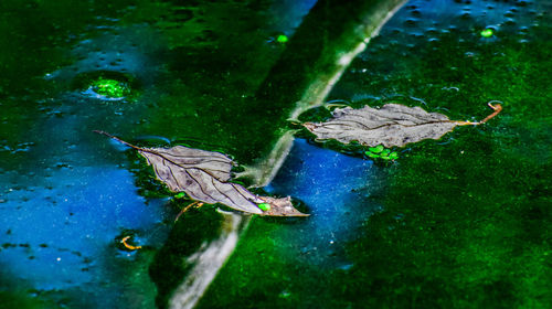 Close-up of turtle in the lake